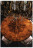 Dining Table Palmobili Italian princess 797