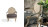 Armchair Angelo Cappellini Leopardi 0550