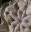 Armchair Ezio bellotti Platinum vol. ii 4800