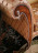 Armchair Laurel Carlo asnaghi Elite 11001