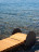 Chaise Lounge Potocco Suno 895/D-REC